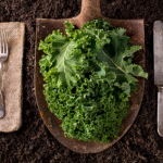 Healthy_eating_concept_of_kale